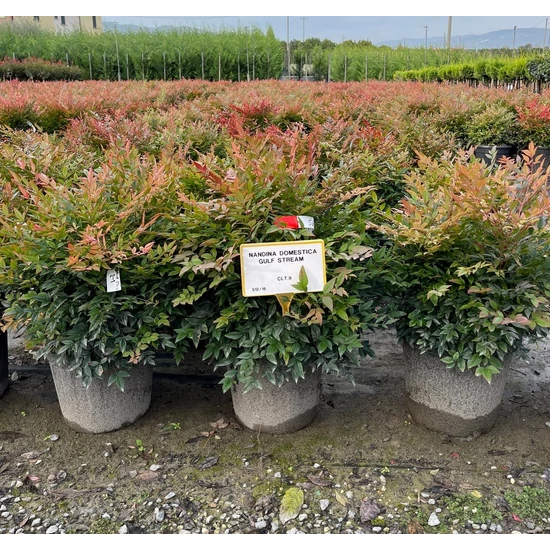 Japán szentfa   NANDINA DOMESTICA GULF STREAM 40/+ K9 