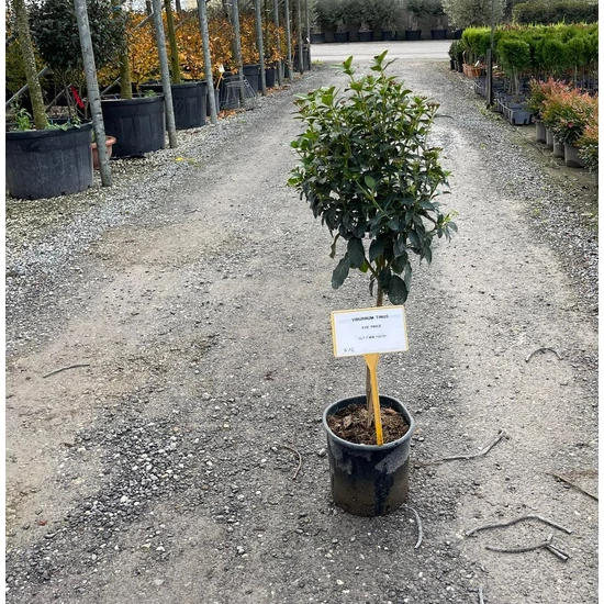 Téli bangita   VIBURNUM TINUS T1/4 K7