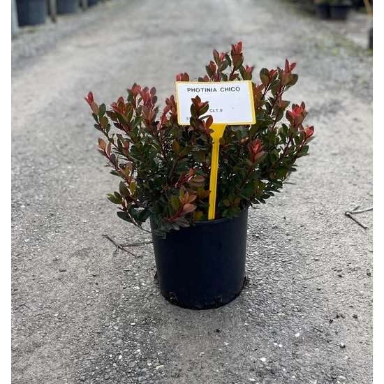 Örökzöld korallberkenye   PHOTINIA FRASERI CHICO 20/+ K9