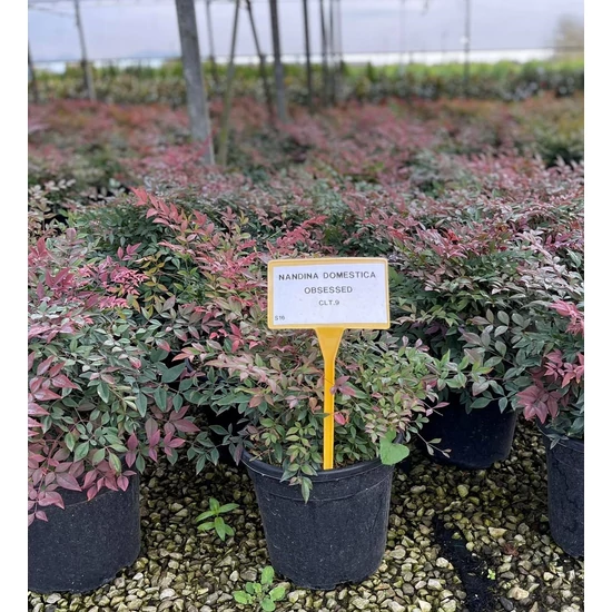 Japán szentfa   NANDINA DOMESTICA OBSESSED K9