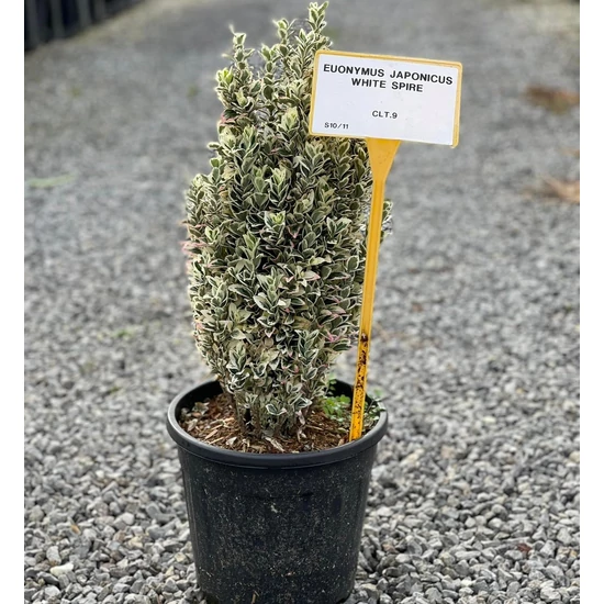 Japán kecskerágó   EUONYMUS JAPONICUS WHITE SPIRE K10