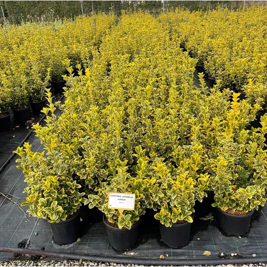 Japán kecskerágó   EUONYMUS JAPONICUS ELEGANTISSIMUS AUREUSS K9