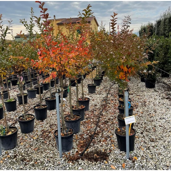 Kínai selyemmirtusz   LAGERSTROEMIA INDICA 1/2 6/8 K18