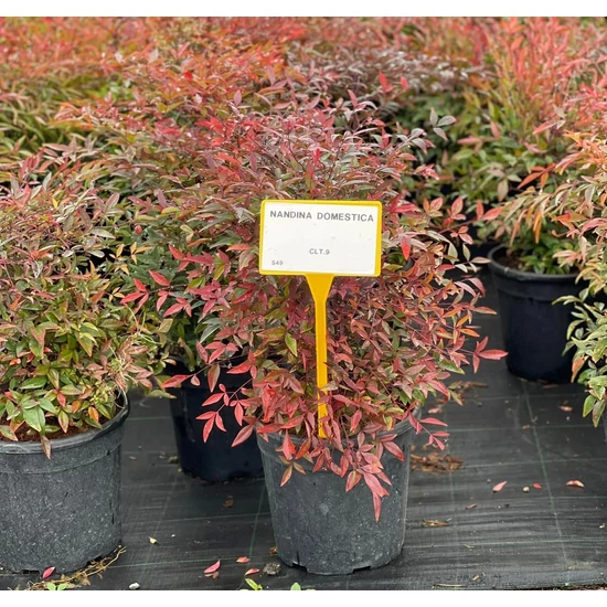 Japán szentfa   NANDINA DOMESTICA K9