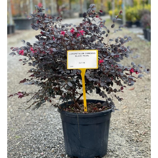 Kínai rojtosvirág   LOROPETALUM CHINENSIS BLACK PEARL K18