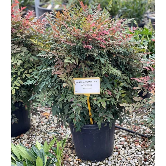 Japán szentfa   NANDINA DOMESTICA OBSESSED 60/+ K25