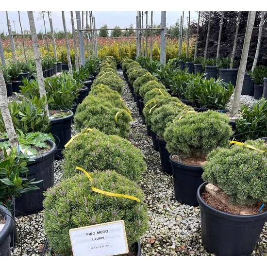 Törpefenyő    PINUS MUGO LAURIN 40/50 K25