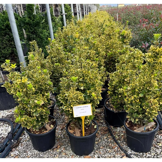 Japán kecskerágó   EUONYMUS JAPONICUS ELEGANTISSIMUS AUREUS 80/100 K18