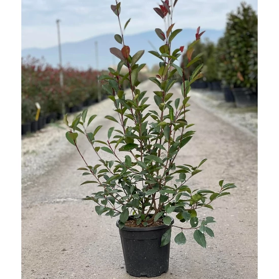 Örökzöld korallberkenye   PHOTINIA FRASERI RED ROBIN 80/100 K9