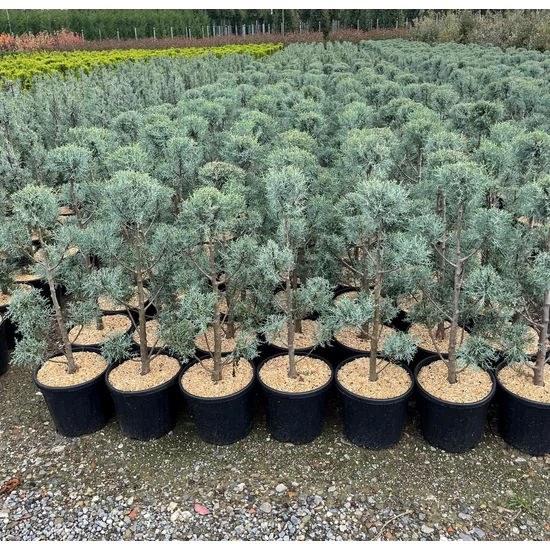 Oszlopos, kék arizoniai ciprus CUPRESSUS ARIZONICA FASTIGIATA POM-PON 80/100 K12