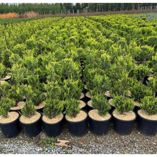 Arany lombú leyland ciprus CUPRESSOCYPARIS LEYLANDII CASTLEWELLAN GOLD 3 GÖMB 80/100 K12