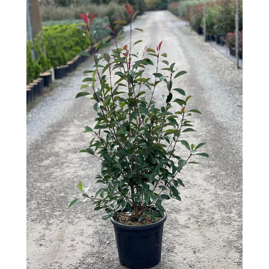Örökzöld korallberkenye   PHOTINIA FRASERI RED ROBIN 125/150 K18