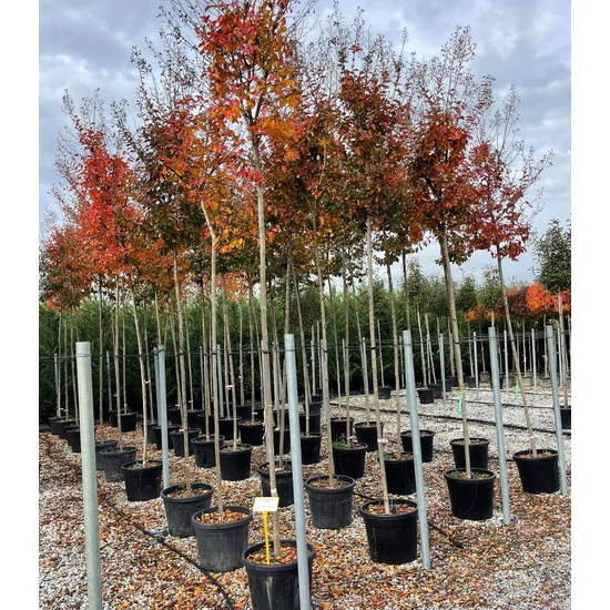 Kínai selyemmirtusz   LAGERSTROEMIA INDICA T200 10/12 K55
