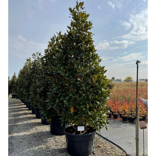 Örökzöld liliomfa   MAGNOLIA GRANDIFLORA GALLISONIENSIS 250/300 K230