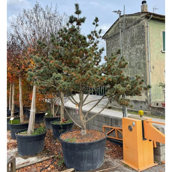 Japán fehérfenyő   PINUS PARVIFLORA GLAUCA TÖBBTÖRZSES K500