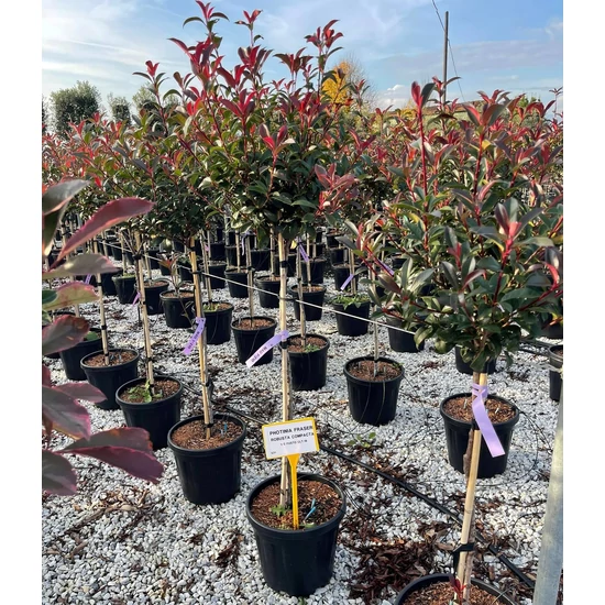Örökzöld korallberkenye   PHOTINIA FRASERI COMPACTA T1/2 K18