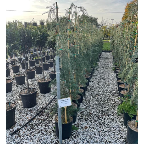 Csüngő himalájai cédrus  CEDRUS DEODARA PENDULA 125/150 K12