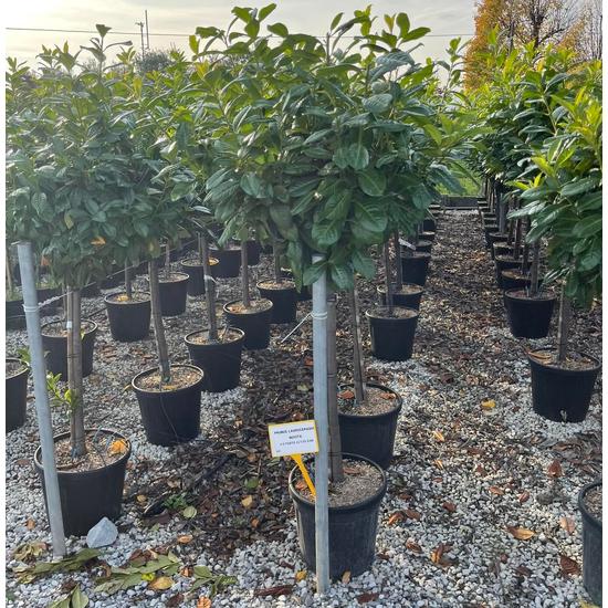 Közönséges babérmeggy   PRUNUS LAUROCERASUS NOVITA 1/2 K25