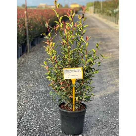 Örökzöld korallberkenye   PHOTINIA FRASERI COMPACTA 100/120 K9