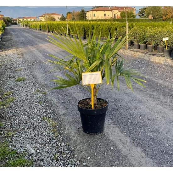 Kínai kenderpálma  CHAMAEROPS EXCELSA 40/60 DEKOR CSERÉP K18