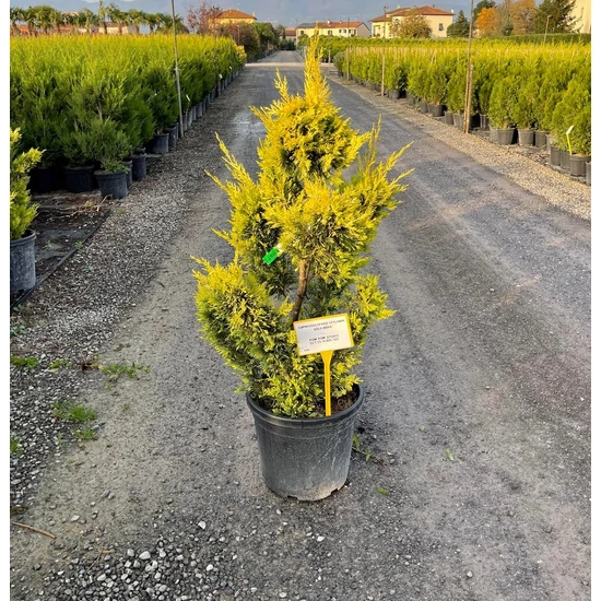 Arany lombú leyland ciprus CUPRESSOCYPARIS LEYLANDII GOLD RIDER BONSAI 100/120 K25