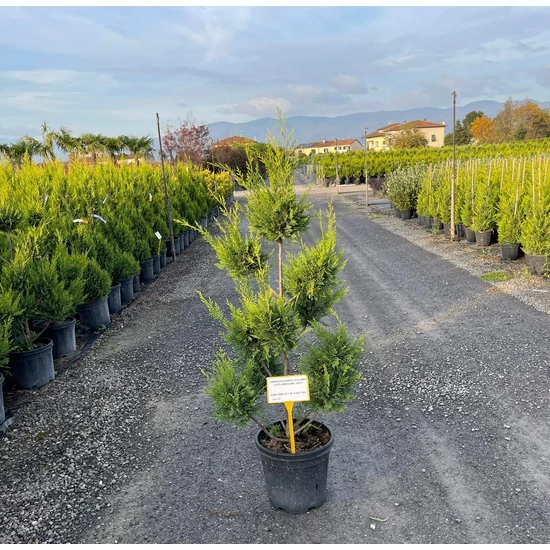 Arany lombú leyland ciprus CUPRESSOCYPARIS LEYLANDII CASTLEWELLAN GOLD POM-PON 100/120 K18