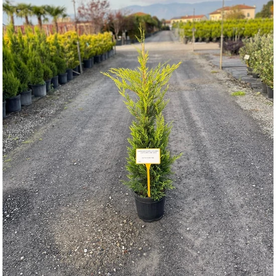 Arany lombú leyland ciprus CUPRESSOCYPARIS LEYLANDII CASTLEWELLAN GOLD 100/120 K9  