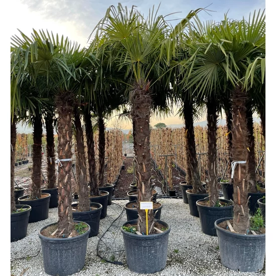 Kínai kenderpálma  CHAMAEROPS EXCELSA T180/200 K130
