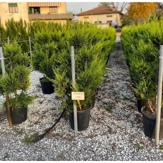Arany lombú leyland ciprus CUPRESSOCYPARIS LEYLANDII CASTLEWELLAN GOLD POM-PON 140/160 K25