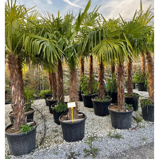 Kínai kenderpálma  CHAMAEROPS EXCELSA T130/140 K90
