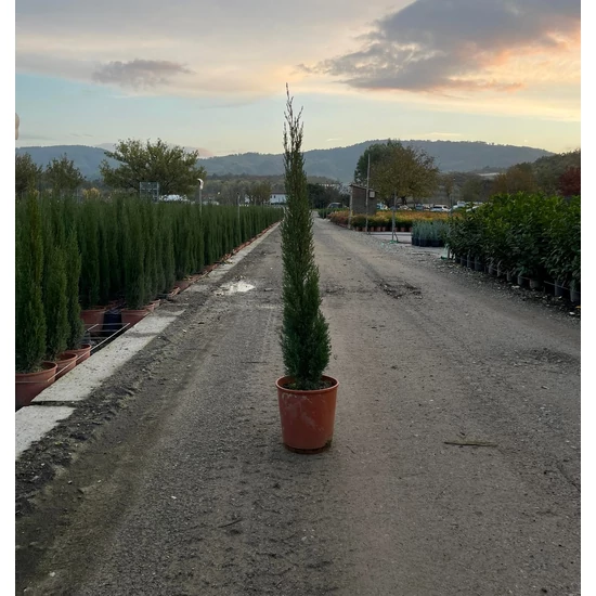 Európai ciprus   CUPRESSUS SEMPERVIRENS TOTEM 80/+ K7 