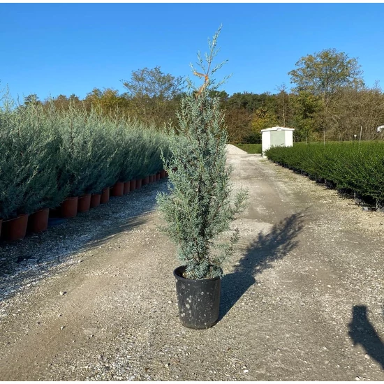 Oszlopos, kék arizoniai ciprus CUPRESSUS ARIZONICA FASTIGIATA K10