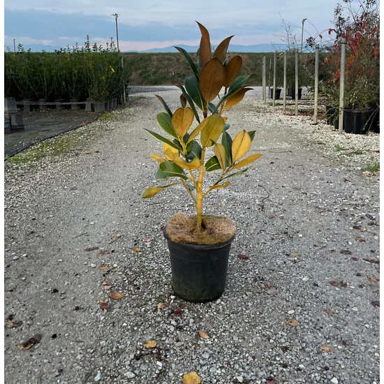 Örökzöld liliomfa   MAGNOLIA GRANDIFLORA GALLISONIENSIS 50/+ K10