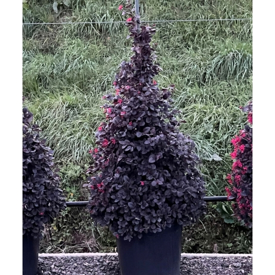 Kínai rojtosvirág   LOROPETALUM CHINENSE BLACK PEARL KÚP 80/100 K15
