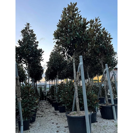Örökzöld liliomfa   MAGNOLIA GRANDIFLORA GALLISONIENSIS 150/175 K50