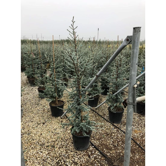 Kék atlasz cédrus  CEDRUS ATLANTICA GLAUCA 150/175 K30