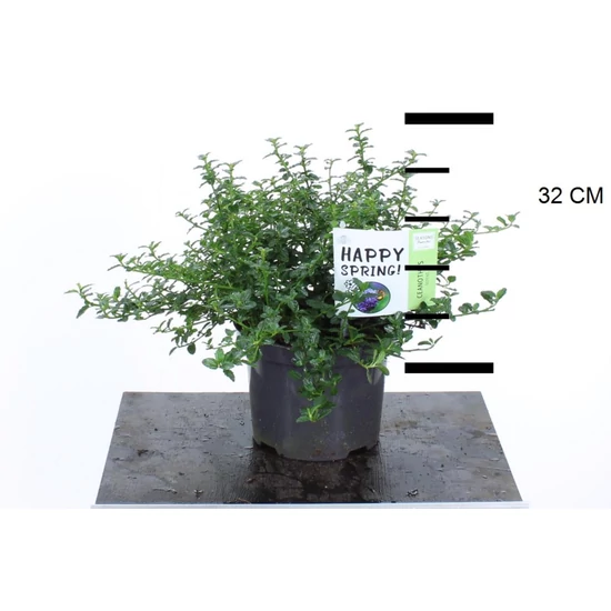 Kék táskavirág   CEANOTHUS THYRSIFLORUS REPENS 15/+ CS17
