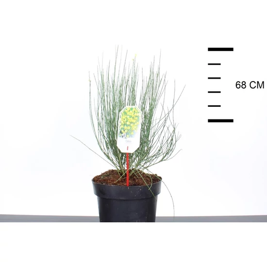 Korai zanót   CYTISUS PRAECOX ALLGOLD 40/50 K7,5