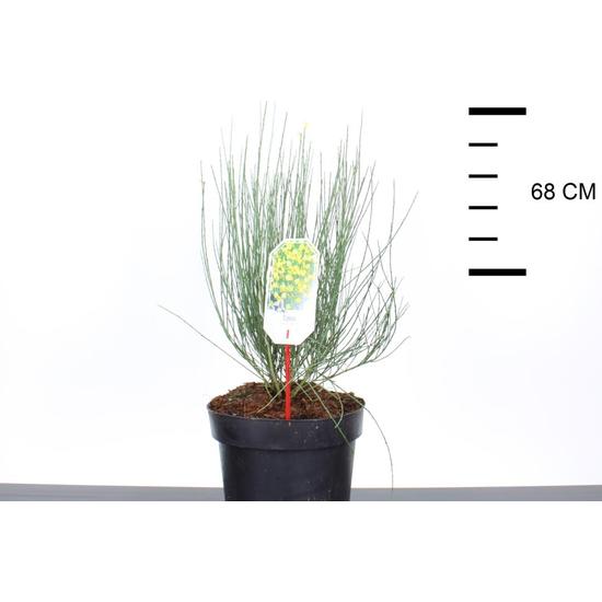 Korai zanót   CYTISUS PRAECOX ALLGOLD 40/50 K7,5