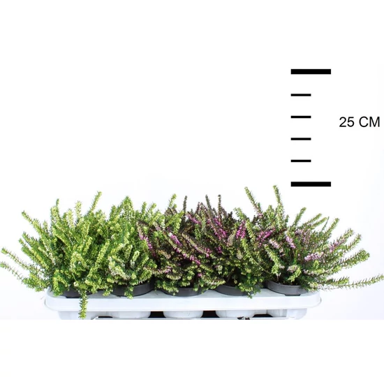 Alpesi hanga   ERICA DARLEYENSIS 15CM CS10,5