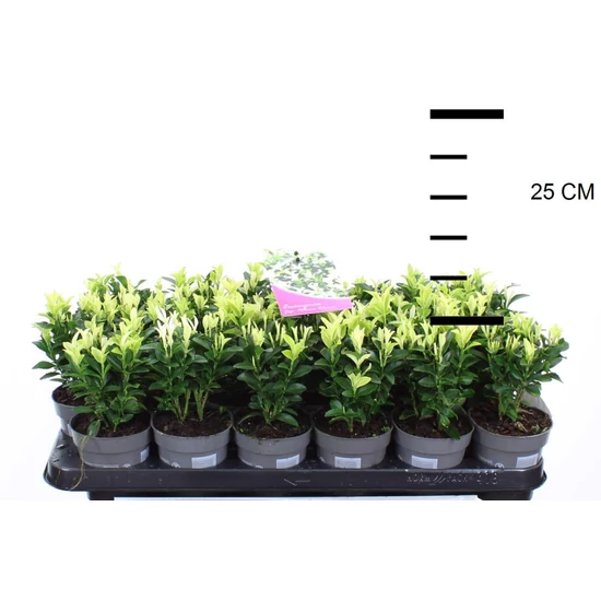 Japán kecskerágó   EUONYMUS JAPONICUS PALOMA BLANCA 10/15 CS9,5