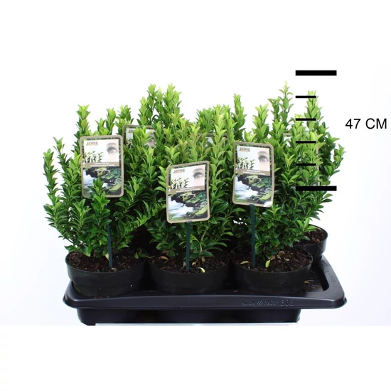 Japán kecskerágó   EUONYMUS JAPONICUS PALOMA BLANCA 25/35 CS17