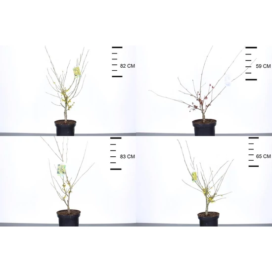 Varázsmogyoró    HAMAMELIS FAJTÁK 40/60 K4