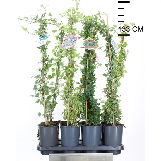 Közönséges borostyán   HEDERA HELIX ELEGANTISSIMA 60/80 K2