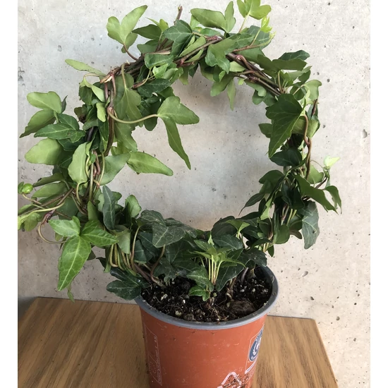 Közönséges borostyán HEDERA HELIX SHAMROCK ÍVES CS12