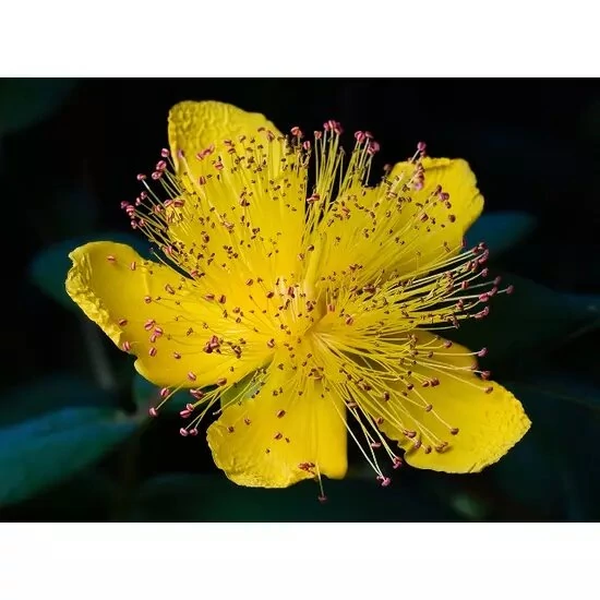 Örökzöld orbáncfűHYPERICUM CALYCINUM CS11