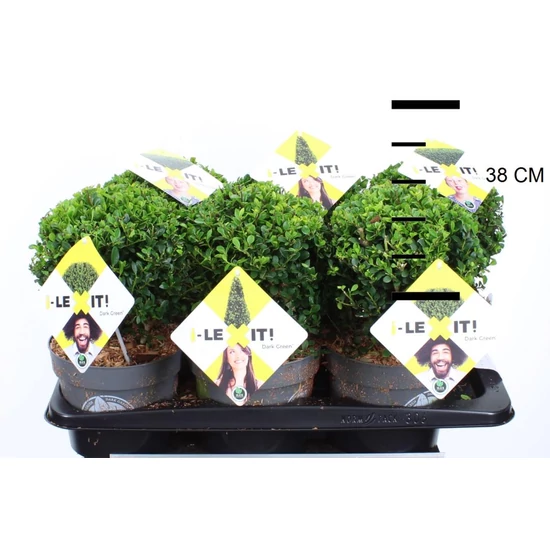Csipkéslevelű magyal   ILEX CRENATA DARK GREEN GÖMB 15CM K2