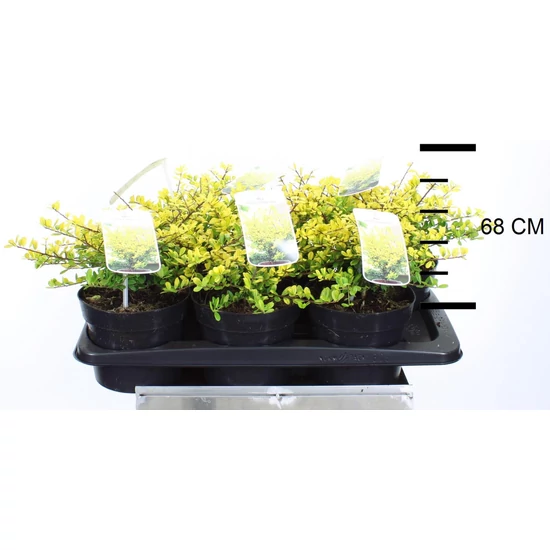 Csipkéslevelű magyal   ILEX CRENATA GOLDEN GEM 25/30 K2