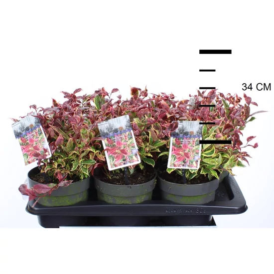 Fürtös hanga   LEUCOTHOE AXILLARIS FIRESTAR 20/30 K2