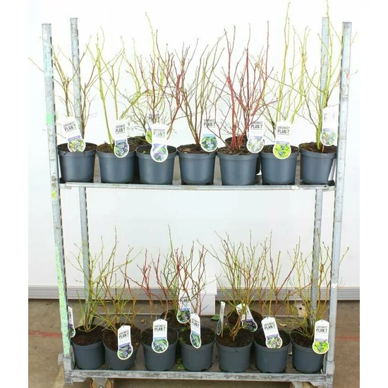 Kék áfonya VACCINIUM CORYMBOSUM 40/60 K4